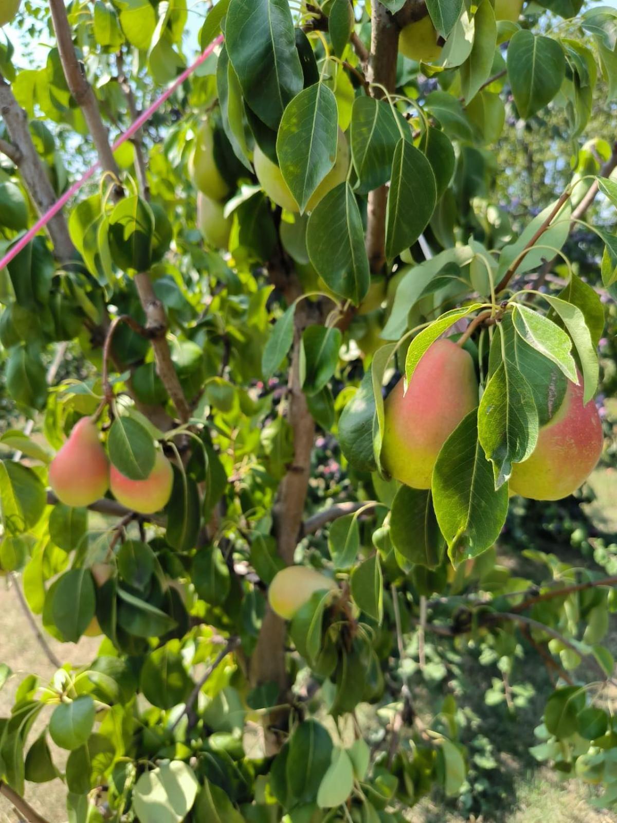 Hotel Cider&Squash, Grncarska 8, Prnjavor Batocina Ngoại thất bức ảnh